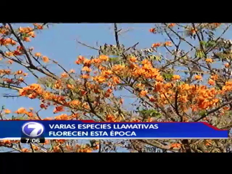 tn7-arboles-ciudad-060315