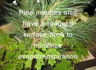 Plant Adaptations Lab