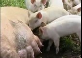 Økologisk svineproduktion