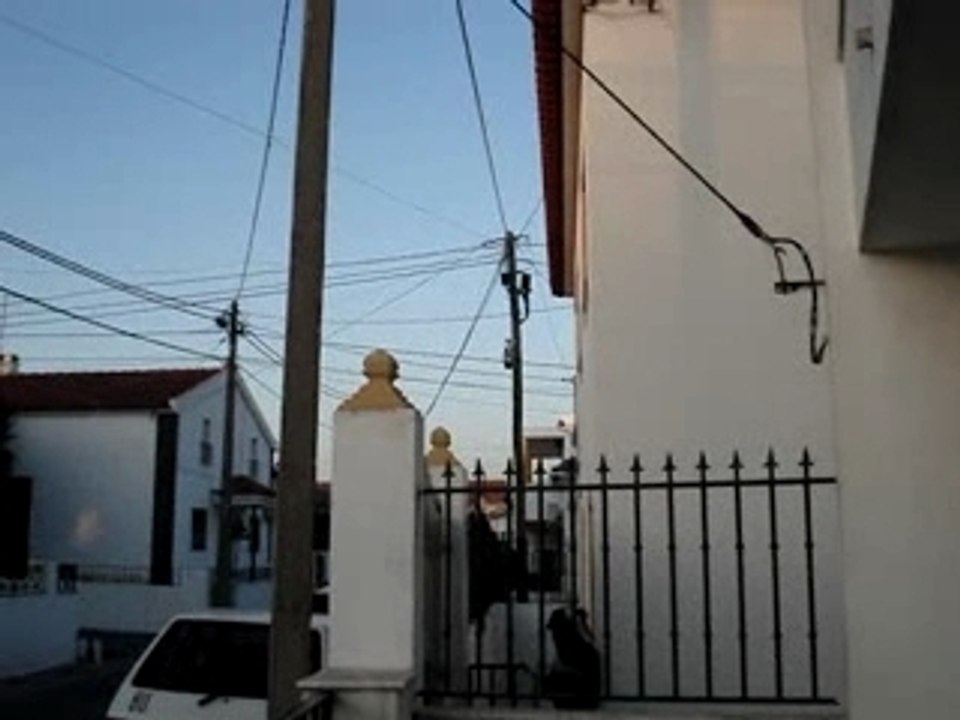 gato ao poste