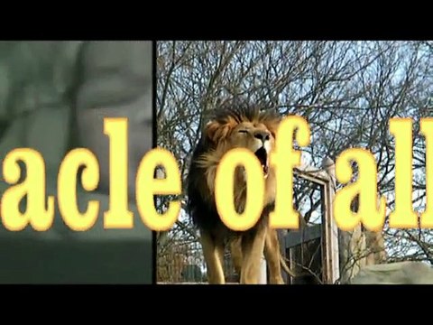 Lion Roar Allah معجزه حيرت علماء الارض سبحان الله لااله الا الله