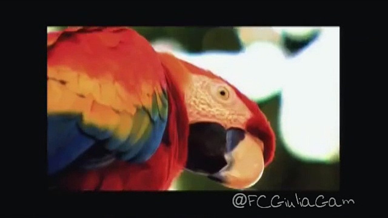 Reviva - Que Rei Sou Eu?