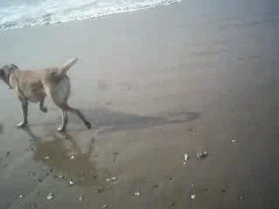hippo a la mer.