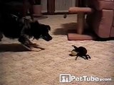 Spider Steals Dog's Ball!- PetTube