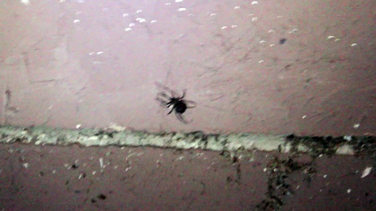 Daddy Long legs vs Black Widow