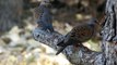 Ptice Hrvatske - Grlica (Streptopelia turtur) (Birds of Croatia - Turtle Dove) (2/2)