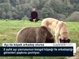 Turkish Kangal Dog playing with bear