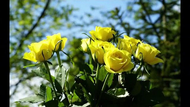 LOS PANCHOS- AMOR MIO