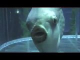 Ocean Sunfish - Mola Mola
