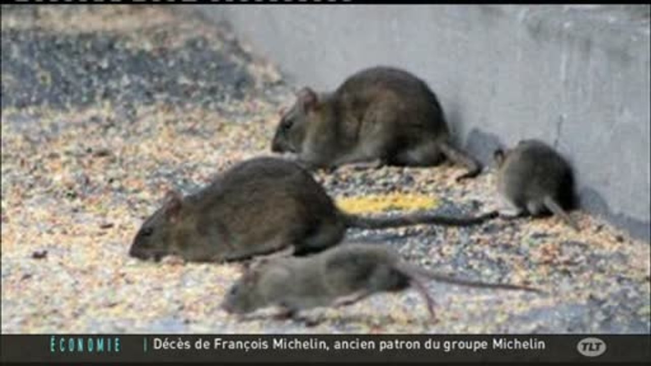 Deratisation : La chasse aux rats ouverte à Toulouse