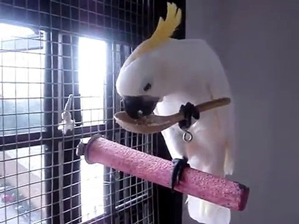 Культурные попугаи