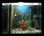 WHITE MOLLY (Fish) - Giving Birth to 100 baby mollies in 2 hours !!!