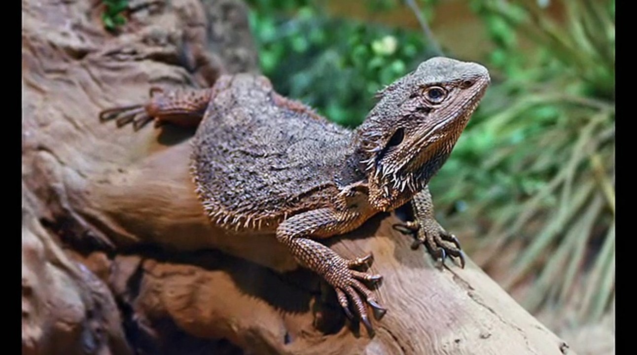 Pogona -Bearded Dragon -  A genus of reptiles