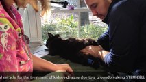 Stem Cell Surgery Study by Dr. Ruth Roberts - Kidney Disease Miracle for Cats and Dogs