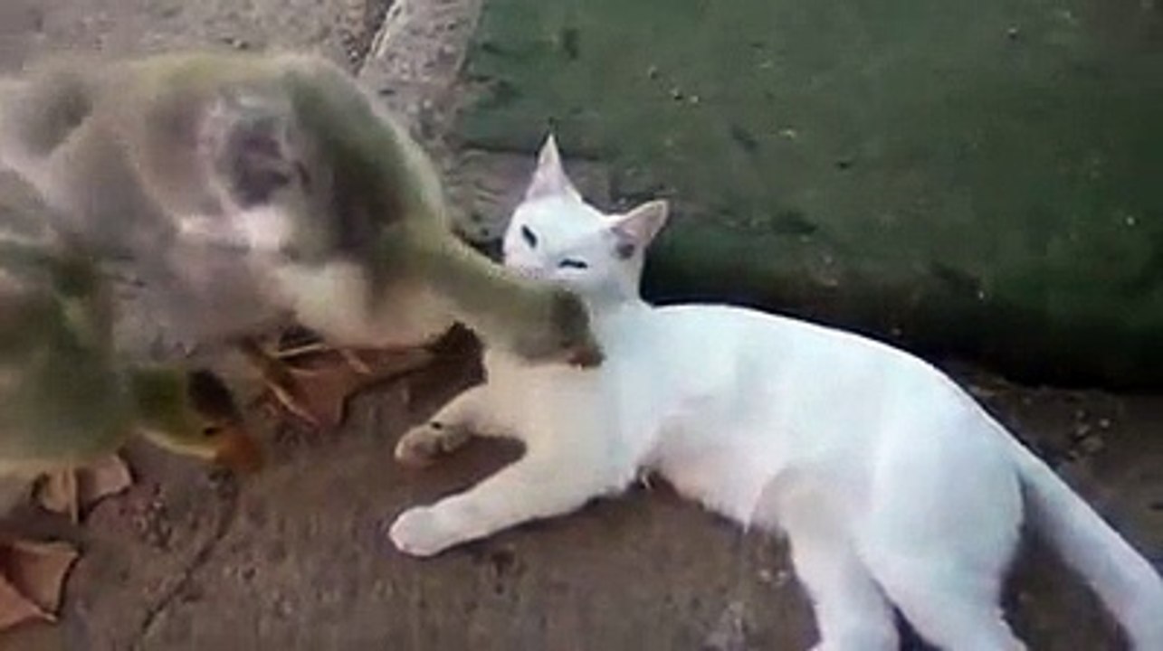 Кот и гусь