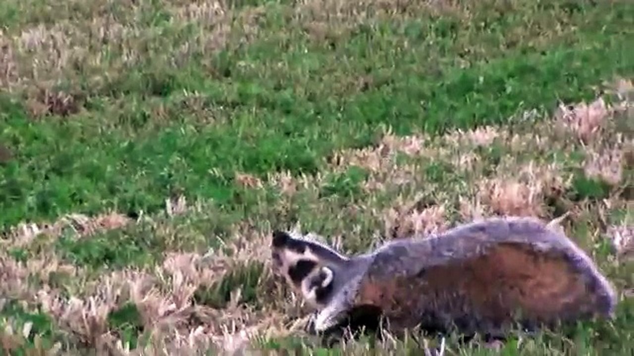 BADGER VS. HUMAN (CRAZY)