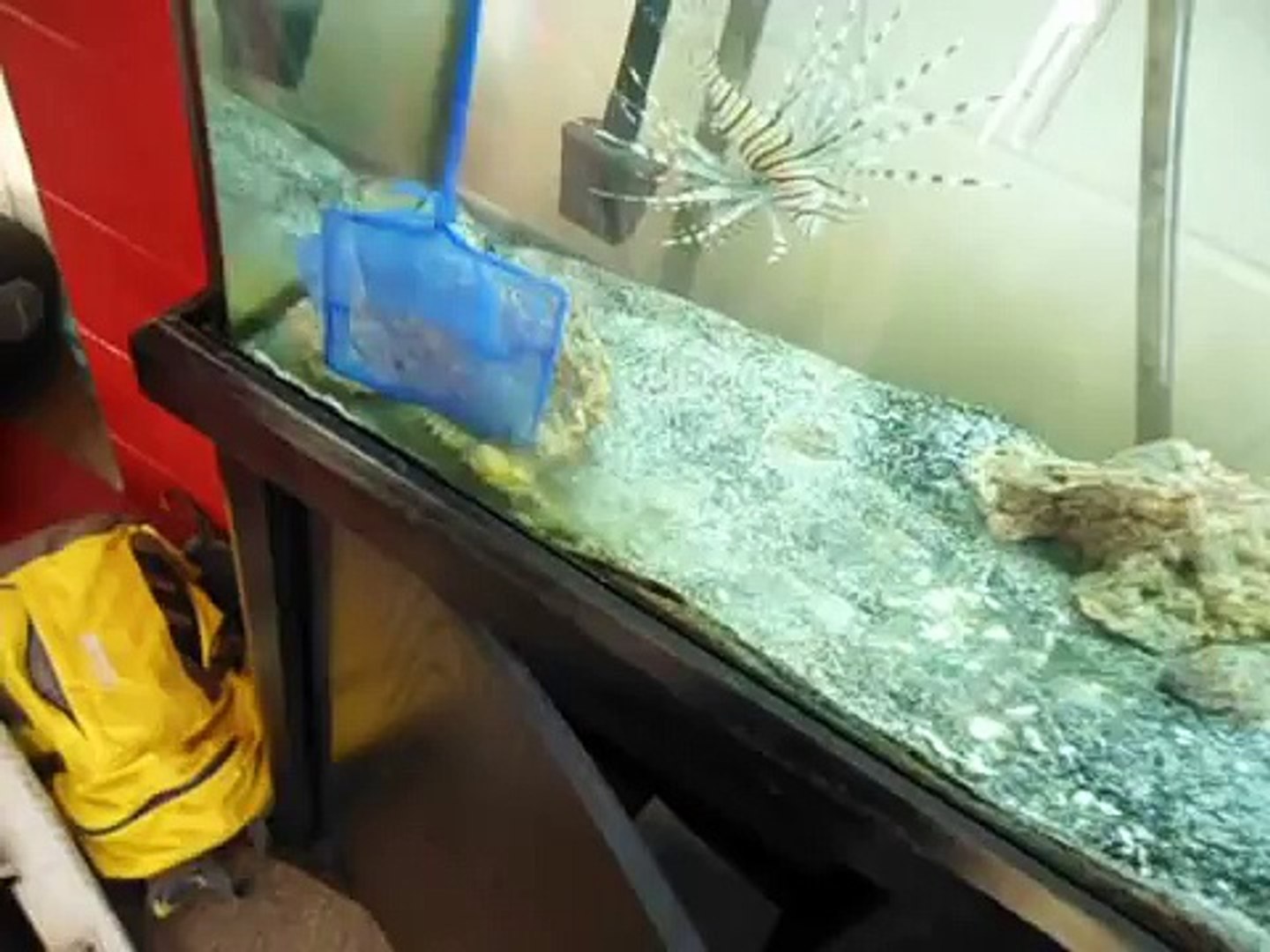 Peacock Mantis Shrimp vs Crawdad