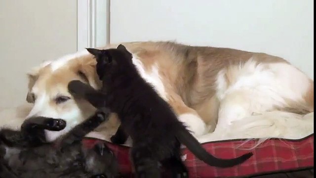 Замечательный пес и котята- малыши