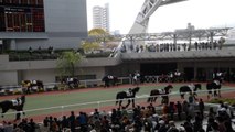 阪神競馬