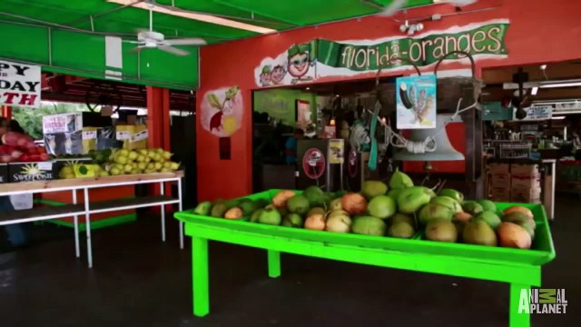 Beware of Gators Hiding in Orange Groves | Gator Boys