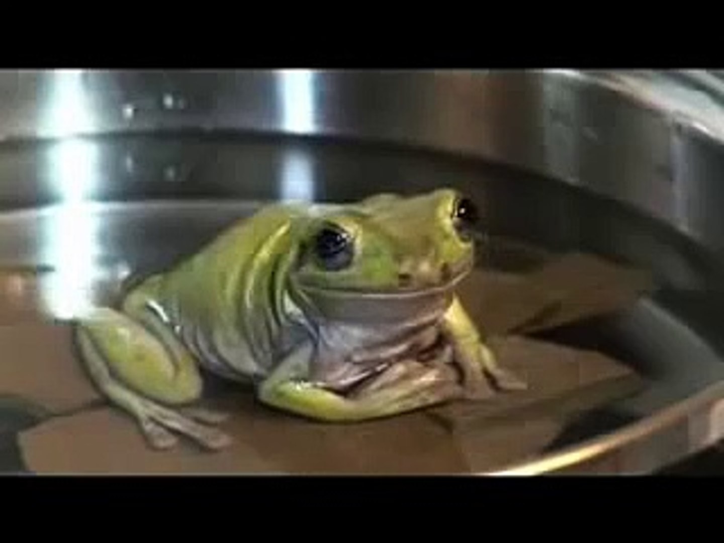 Boiling Frog Syndrome - Have You Become a Boiled Frog?