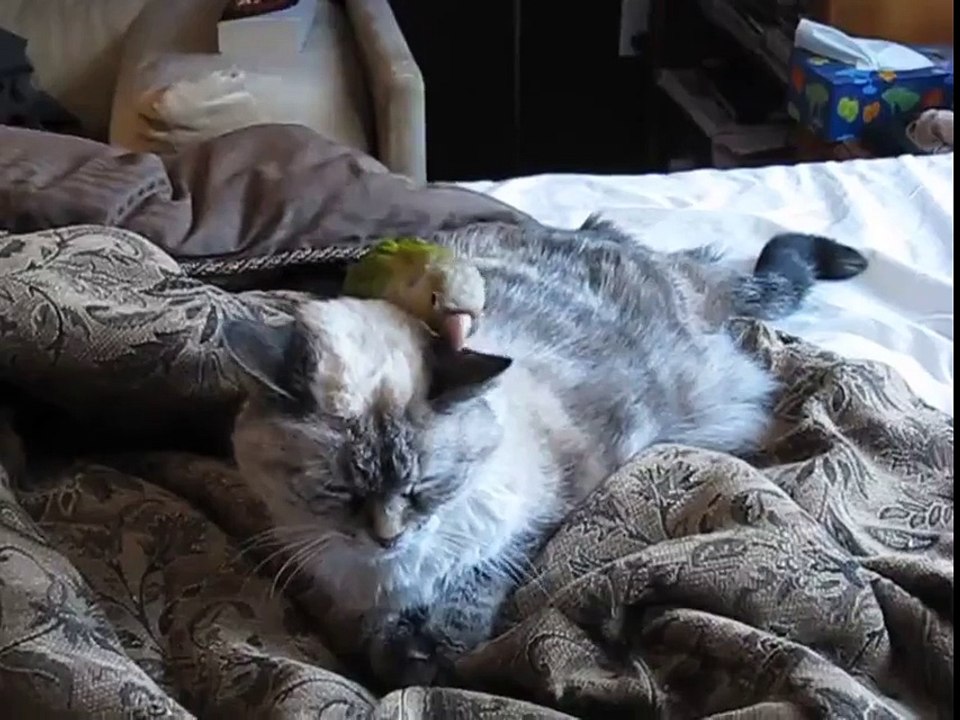 У кота железные нервы