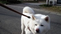 秋田犬新しいフェンスに少し慣れる【akita inu】