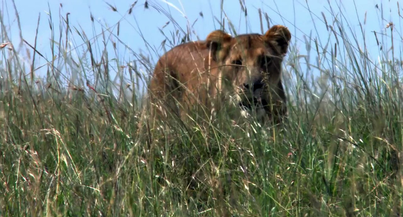 African Cats: Hunters Being Hunted - Clip