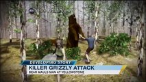 Yellowstone National Park Grizzly Bear Attack Leaves Hiker Dead