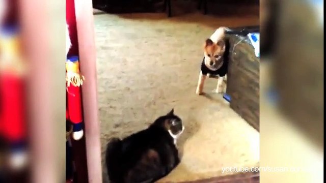 Les chiens ont peur des chats qui leur barrent la route