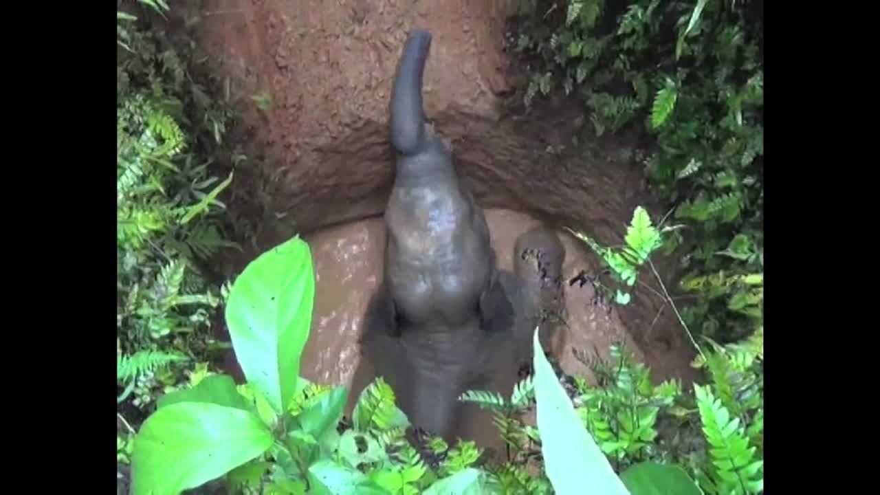 井戸に落ちた子ゾウの救出劇！