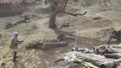 Man fights off leopard attack... with a STICK!