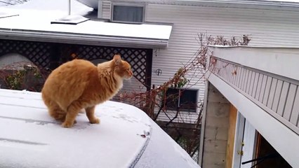 Quand un chat tente de sauter sur le toit d'un garage