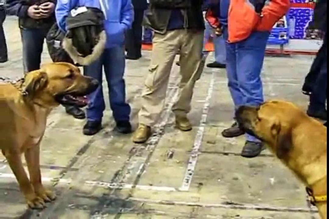 Srpski Odbrambeni Pas - CACIB Beograd 2010 [Serbian Defence Dog]