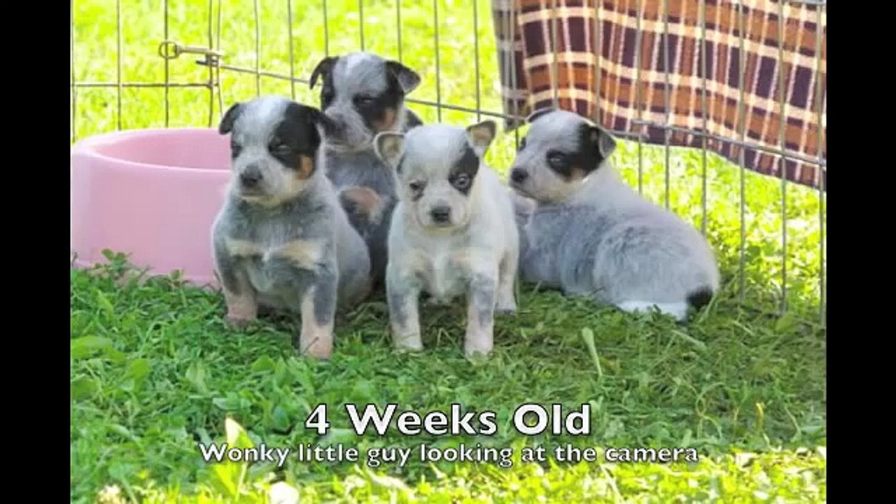 Banjo - My Australian Cattle Dog Puppy