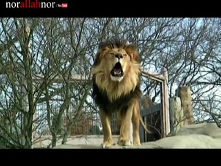 miracle of allah معجزة رهيبة جدا أسد ينطق بكلمة التوحيد الله.