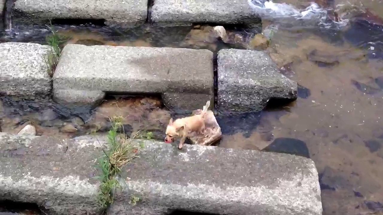 Un chien joue tout seul dans une rivière avec sa balle
