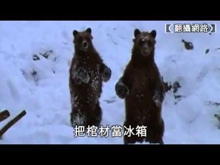 缺糧 熊盜墓吃死屍 2010.10.28