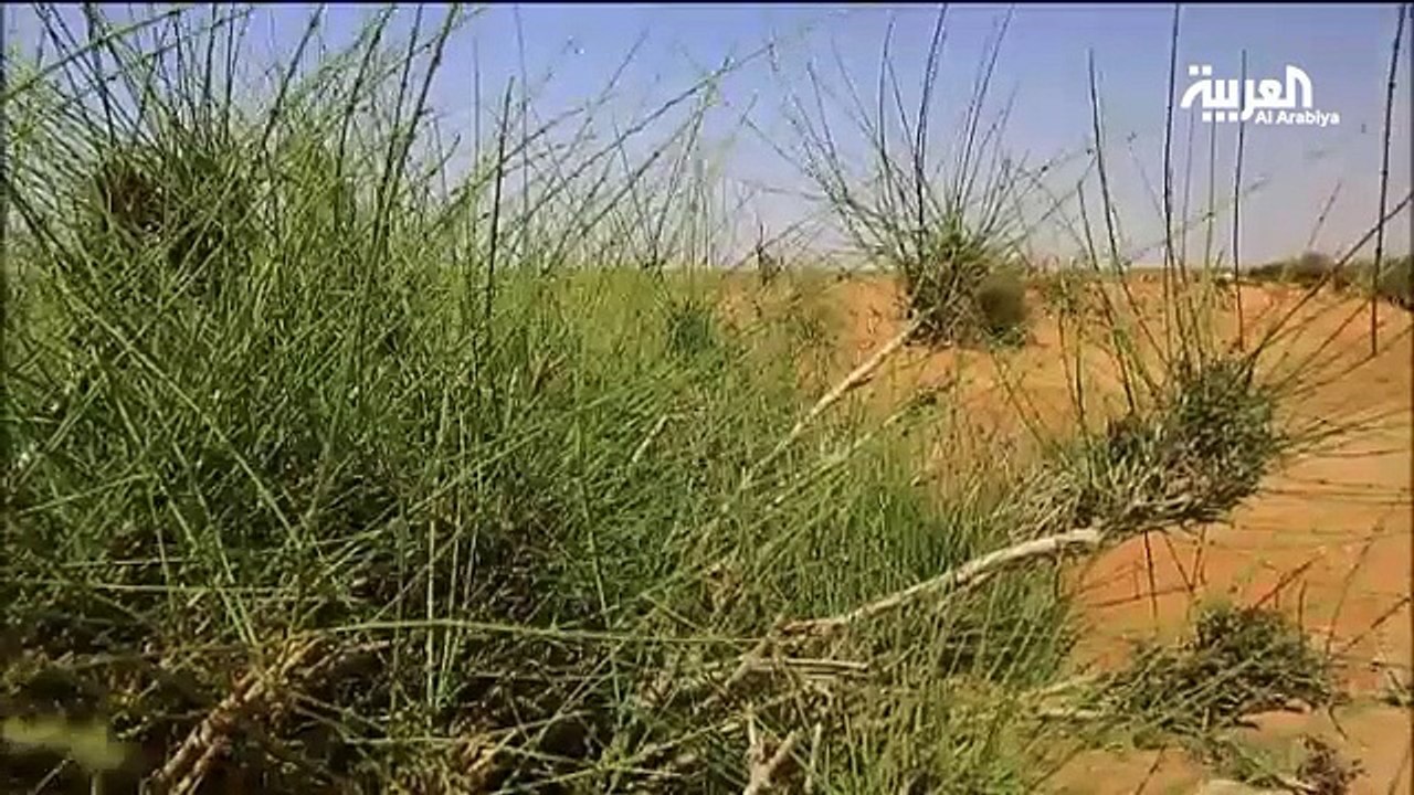 31 الحطيئـ(1)ـة