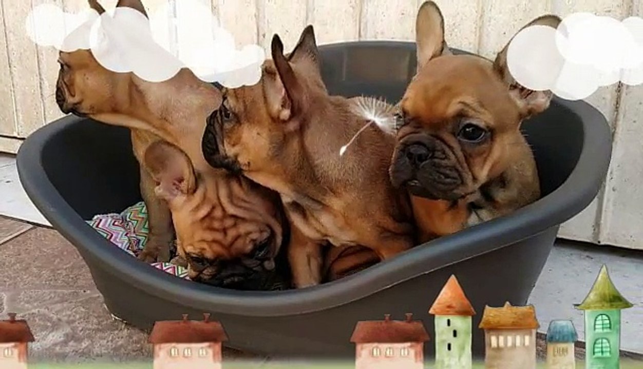 Filhotes machos Bulldog Francês