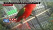 Talking parrots for sale in Pets & Pet Care, Hyderabad (01 - 05 - 2015)