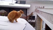 235# Quand un chat tente de sauter sur le toit d'un garage