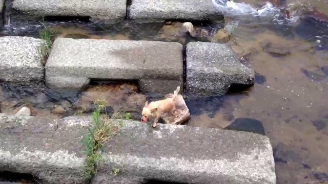 240# Un chien joue tout seul dans une rivière avec sa balle