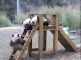 パンダ、難攻不落。 Giant Panda,The Impregnable Fort