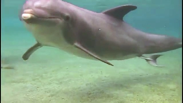 Its a Girl! Dolphin Mom Gives Birth In Hawaii | Video