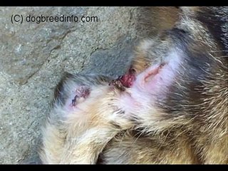 Cat fight - Cat wound infections - cat article on Pets.ca