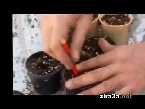 زراعة (تشتيل) البذور