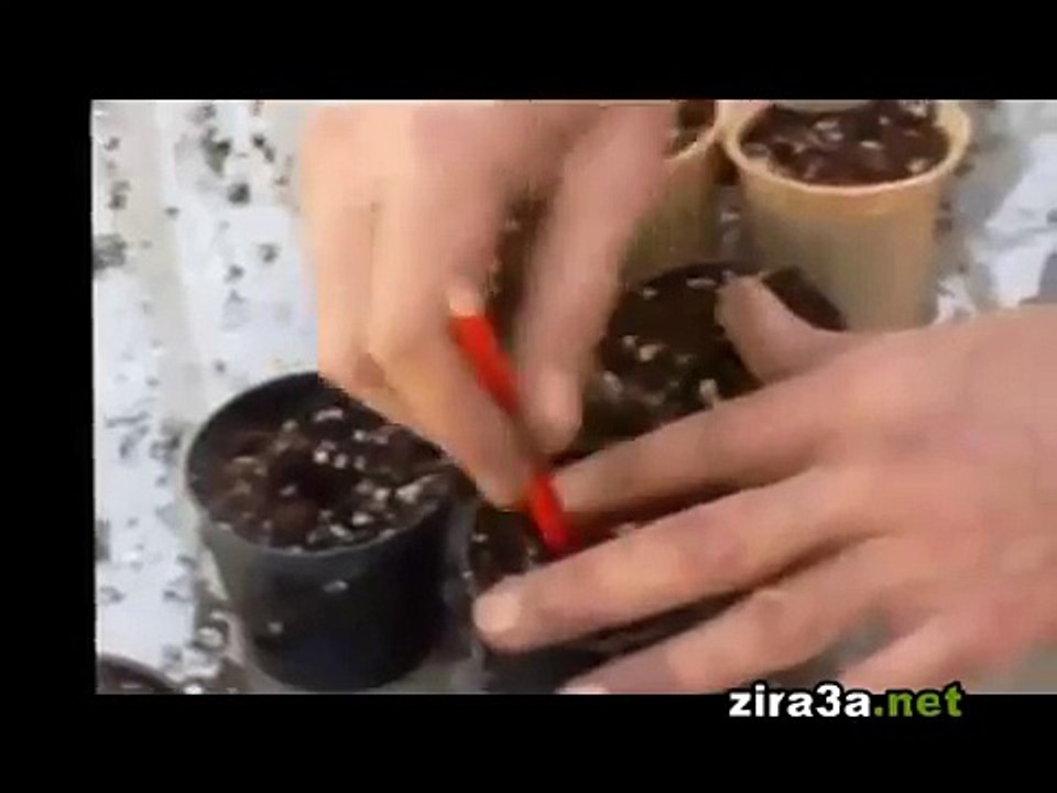 زراعة (تشتيل) البذور