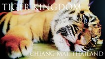 Cutest Baby Tigers EVER! - Amazing Baby Tigers! Thailand Tiger Kingdom Travel Review