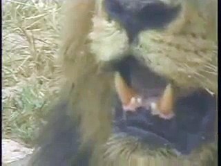 Mapogo Male Lions Pt.4